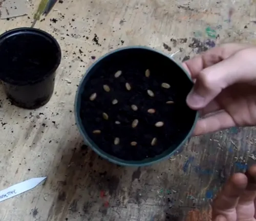 Mimosa seeds planted in a pot with soil, ready for germination.