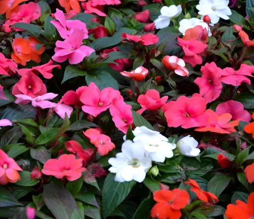 Colorful impatiens flowers blooming in a shaded garden.