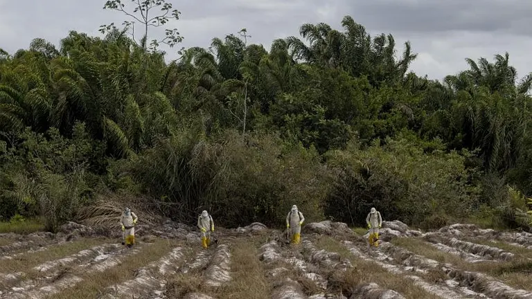 Workers in protective suits walking through a cleared field near dense forest, representing efforts to increase forest growth through intervention measures.