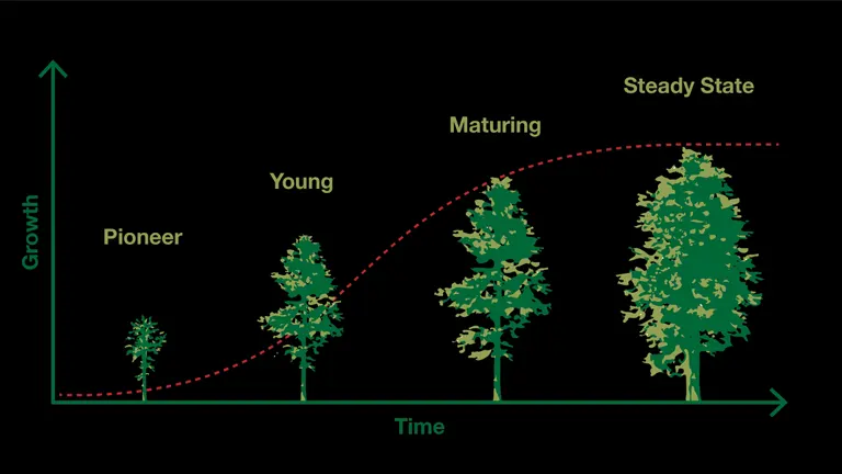 Graph showing forest growth stages from pioneer to young, maturing, and steady state over time, illustrating the growth process for forest profitability measures.