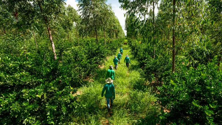 Workers walking through a lush, managed forest, representing efforts to enhance forest growth and profitability through sustainable forestry practices.