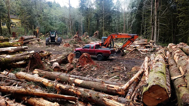 Logging site with felled trees, truck, and equipment in forest loggers.