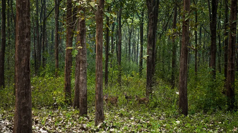 Dense forest with tall, mature trees and undergrowth, showcasing healthy forest growth as part of profitability and sustainability measures.