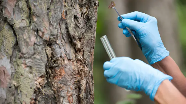 Gloved hands collecting a tree sample with tweezers and test tube, illustrating scientific tree identification methods.