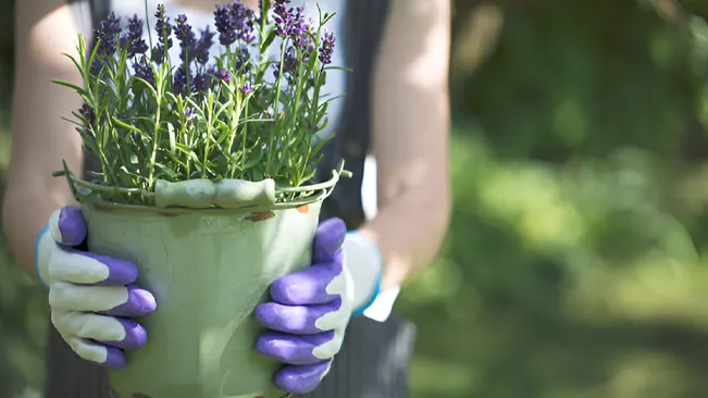 Person holding a potted lavender tree with gardening gloves