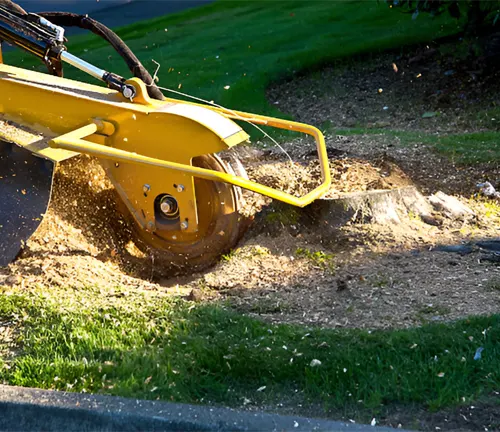 Stump grinder machine removing a tree stump