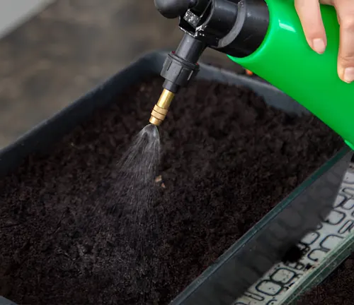 Spraying water on soil to moisten mimosa seeds for germination.