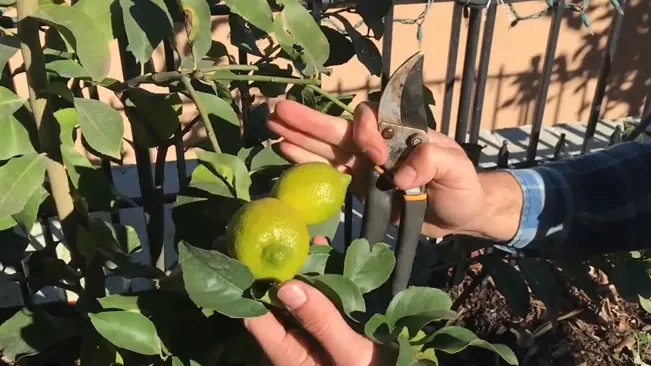 Person pruning ripe lemons from a tree.