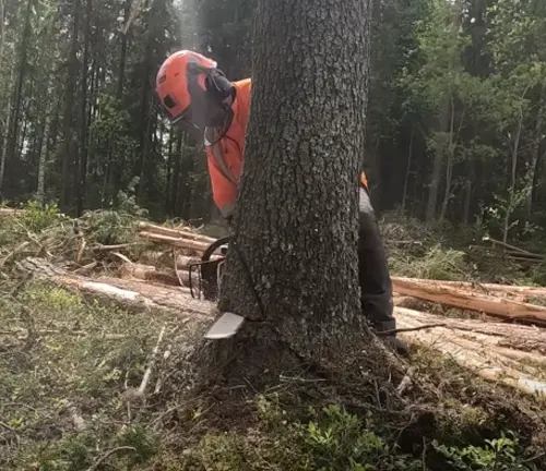 A worker in safety gear using a chainsaw to notch a tree for felling in a forest.