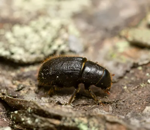 Forest Entomology