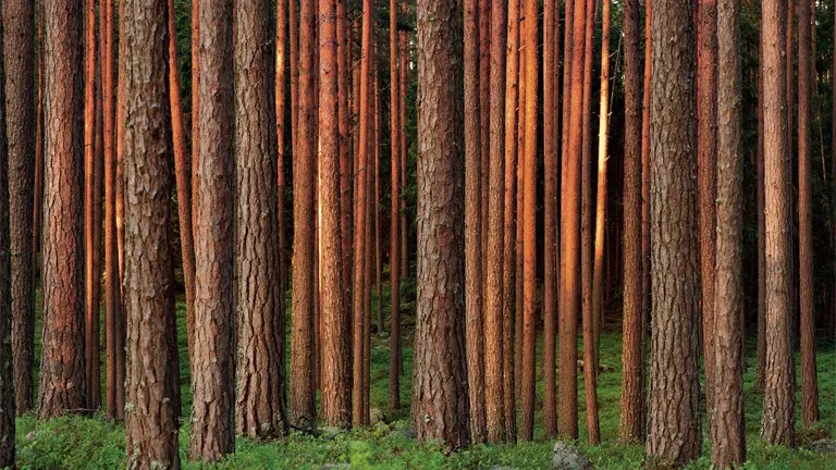 Dense forest of tall timber trees for sustainable construction.