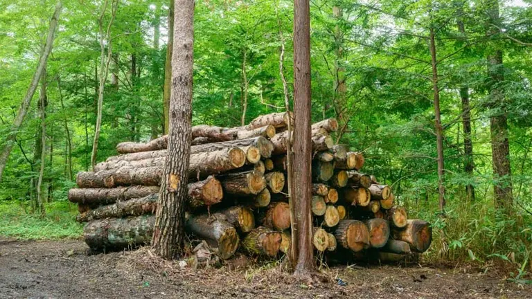 Stack of sustainably sourced timber logs in a managed forest.