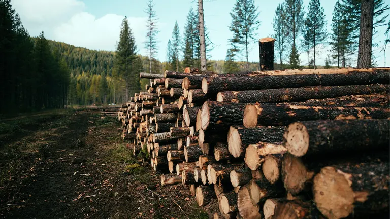 Sustainable Forest Certification For Ethical Wood Sourcing