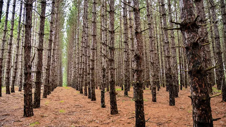 Rows of trees in a sustainable forest managed for ethical wood sourcing.