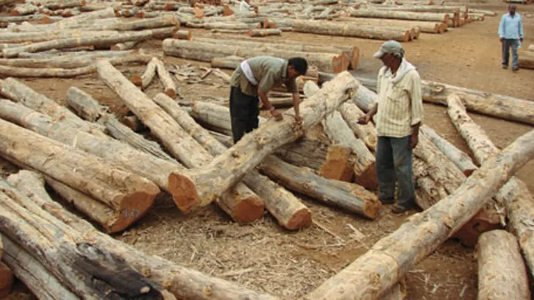 Workers inspecting sustainably sourced timber logs for ethical wood sourcing.