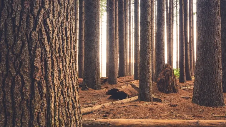 Dense forest with tall, straight timber trees, emphasizing the importance of sustainable forestry practices for industry growth.