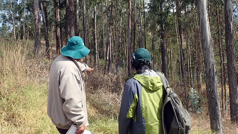 Forestry professionals inspecting a sustainably managed forest for ethical wood sourcing.