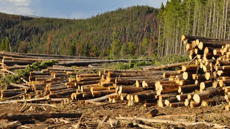 Logs harvested from a sustainably managed forest for ethical wood sourcing.