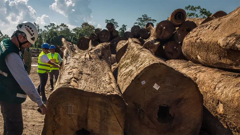 Workers inspecting large timber logs at a logging site, highlighting the importance of sustainable practices in the timber industry.