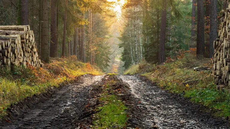 Muddy forest path with logs stacked on both sides, illustrating timber management and Forest Policy and Economics.