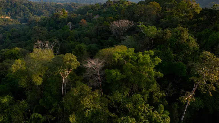 Aerial view of a dense, lush forest, emphasizing the importance of forest conservation in the sustainable growth of the timber industry.