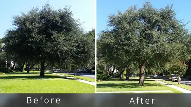 Before and after comparison of a tree showing its shape before and after pruning, relevant for tree identification.