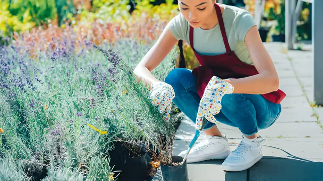 Person planting lavender outdoors with gardening tools