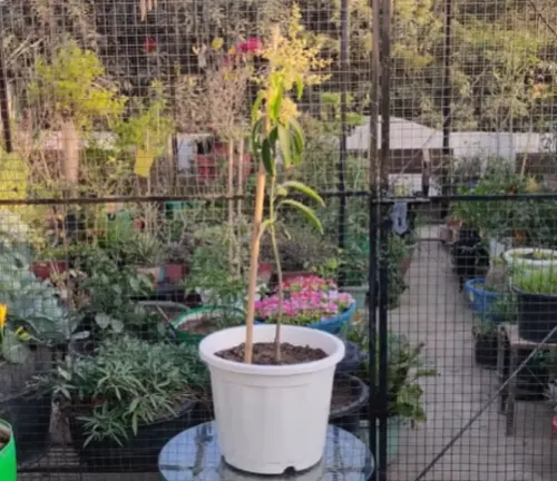 Young mango tree growing in a pot in a garden.