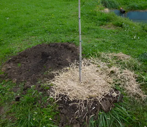 Newly planted mimosa tree with mulch around the base for moisture retention.