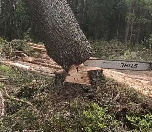 A tree starting to fall after being notched with a chainsaw, showing the wedge cut for felling.






