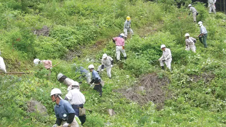 Workers clearing a forested area for reforestation, showcasing efforts toward sustainable timber industry growth through forest management.