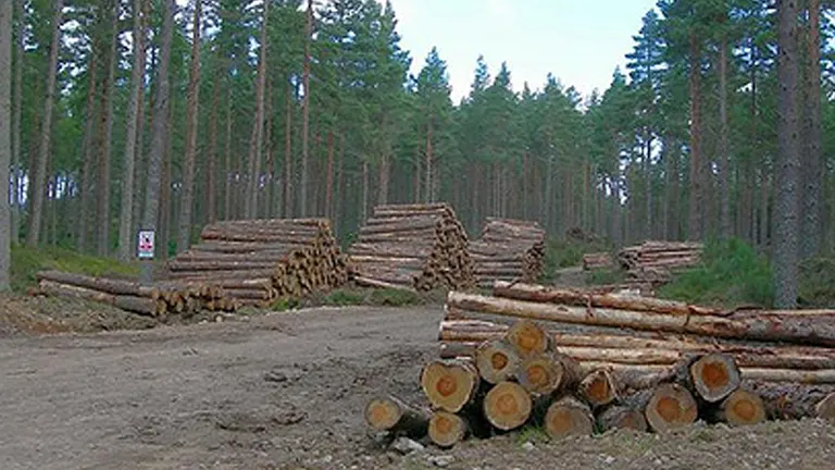 Stacked timber production logs in a forest clearing, prepared for industrial processing.