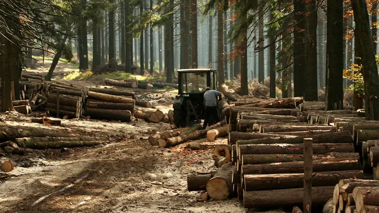 Top 6 Challenges of Timber Production in the Industry