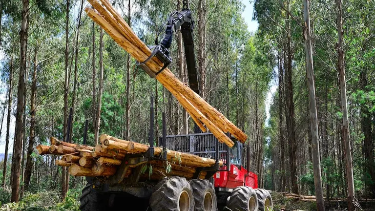 Heavy machinery loading timber logs onto a truck in a forest for industrial transport.