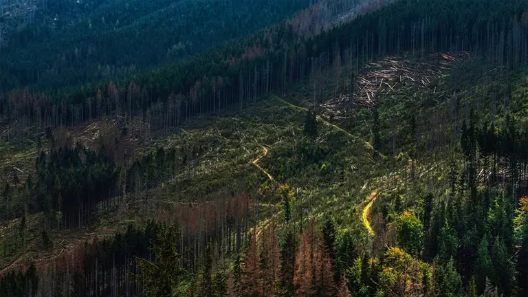 Clear-Cutting: Economic and Environmental Impacts Explained