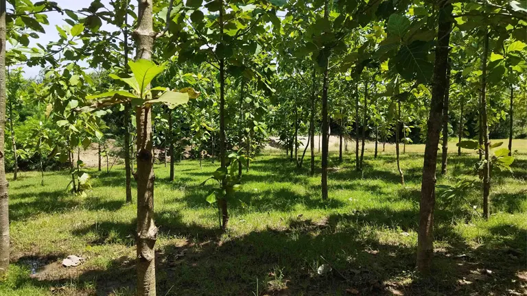 Young trees in a well-maintained forest, illustrating sustainable forestry practices