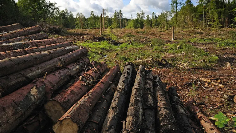 Logged trees in a cleared forest area, highlighting economic and environmental impacts.