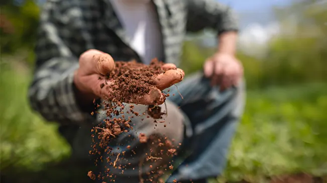 Person examining soil by letting it flow through their hand during a forest health assessment.