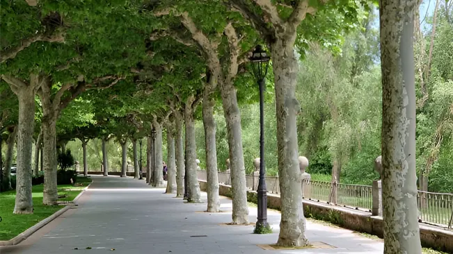 Tree-lined walkway with evenly spaced trees, useful for observing urban tree species.