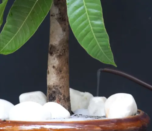 Mango tree trunk in a pot with white stones, being watered.