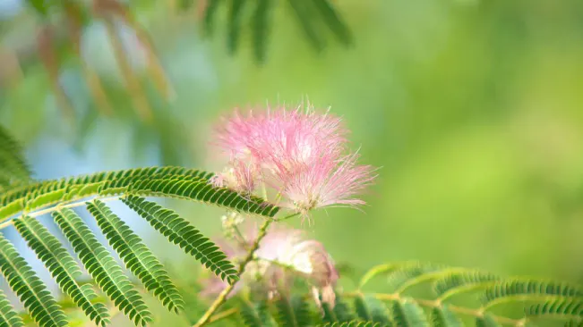 Close-up of a pink mimosa tree flower with delicate fern-like leaves.