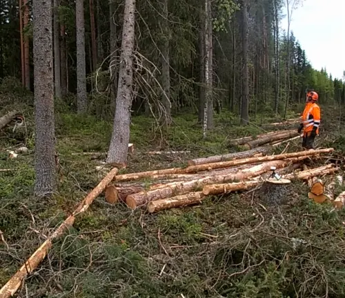 A worker in protective gear standing near felled logs in a forest, after safely notching trees for felling.