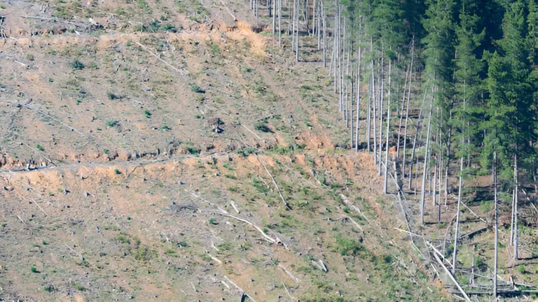 Partially cleared forest area showing the impact of timber harvesting for investment purposes.