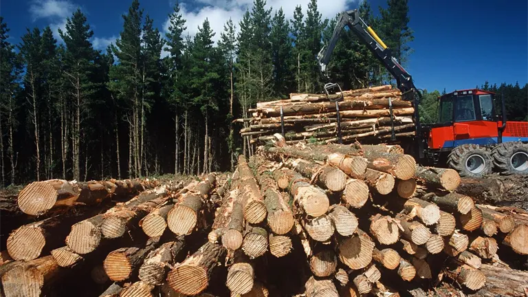 Heavy machinery loading logged timber in a forest, emphasizing economic and environmental impacts.