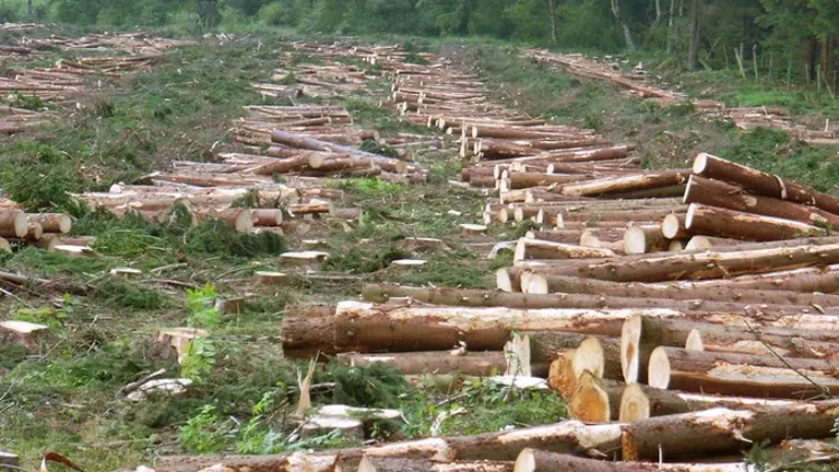 Rows of cut trees in a deforested area, highlighting economic and environmental impacts.