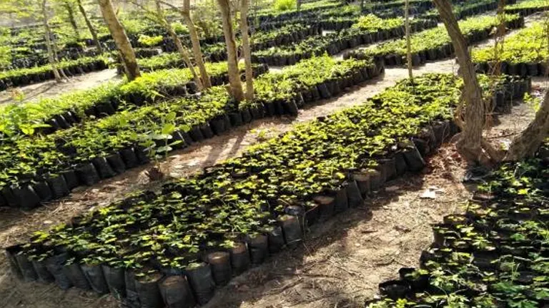 Rows of young tree saplings in a forest nursery, prepared for reforestation and landscape restoration efforts.