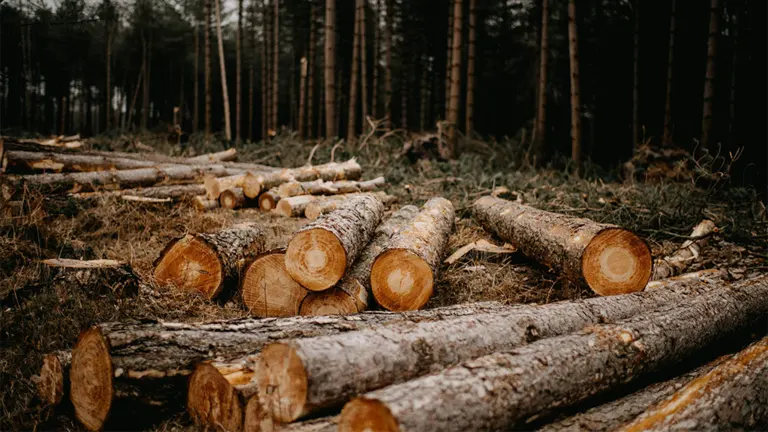 Cut timber logs stacked in a forest, representing sustainable logging practices and forest management.