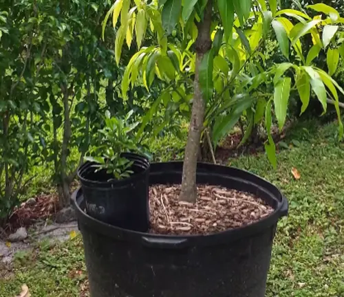 Growing mango tree in a large black pot outdoors.