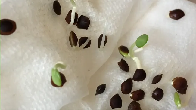 Mimosa seeds sprouting on a damp paper towel.