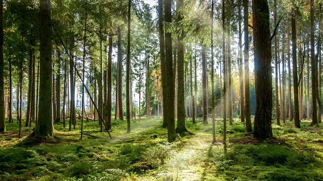 Sunlit forest with tall, straight trees and dense undergrowth, highlighting a natural habitat for tree species identification.